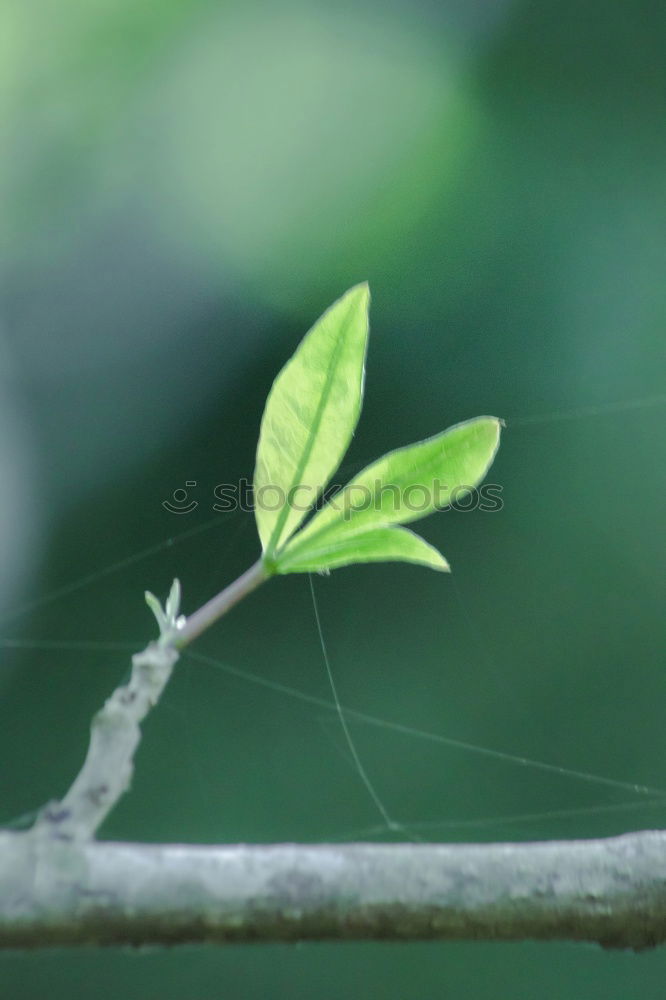 Similar – green tree leaf Plant Leaf