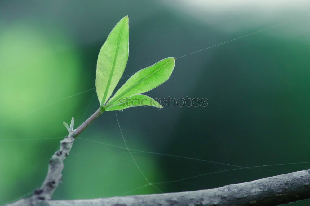 Similar – green tree leaf Plant Leaf