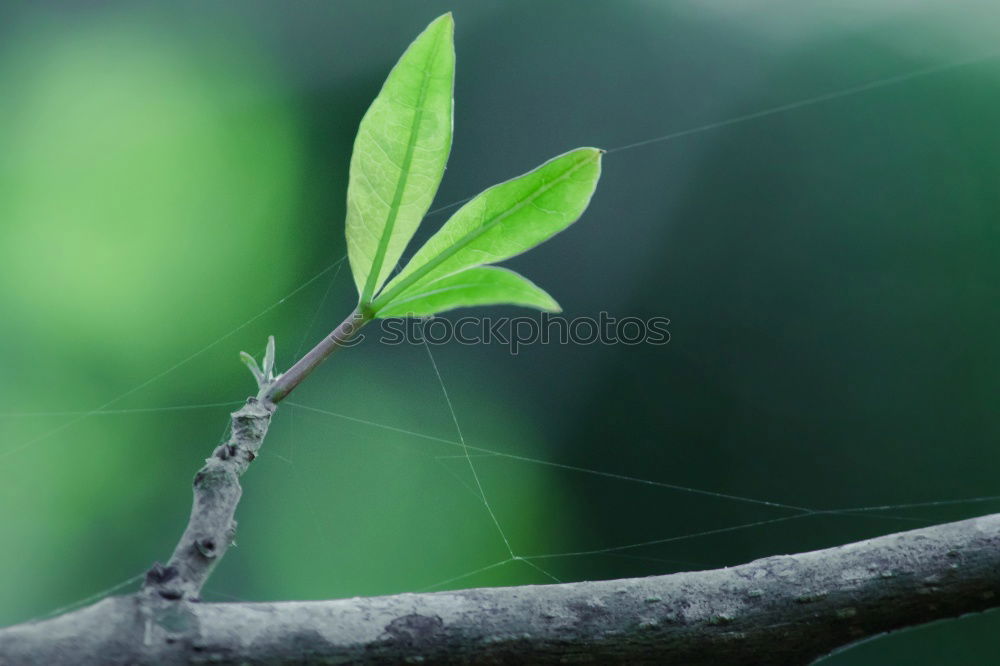 Similar – green tree leaf Plant Leaf