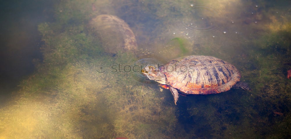 Snail on ice…. Winter