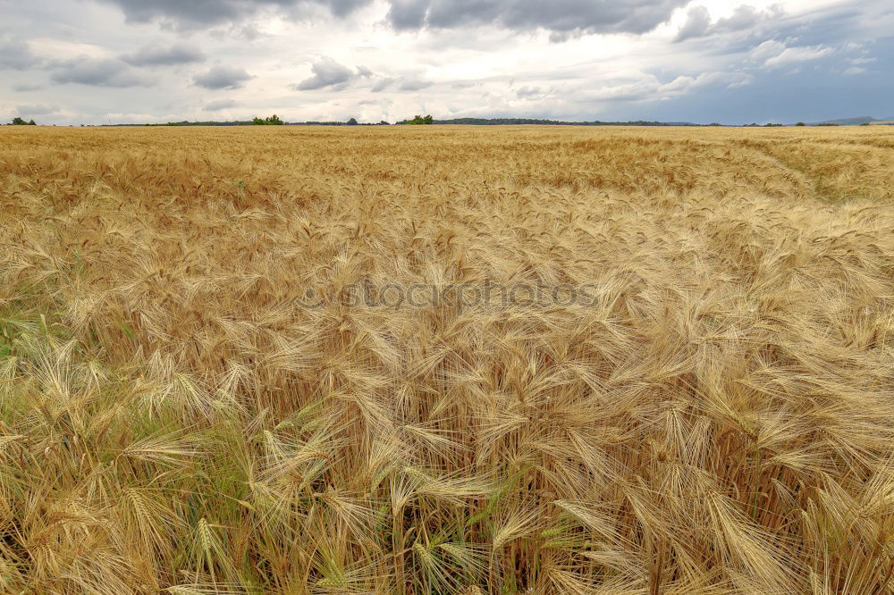 Similar – wheat field in summer