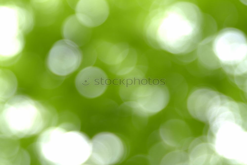 Similar – Image, Stock Photo wood clover Nature Plant