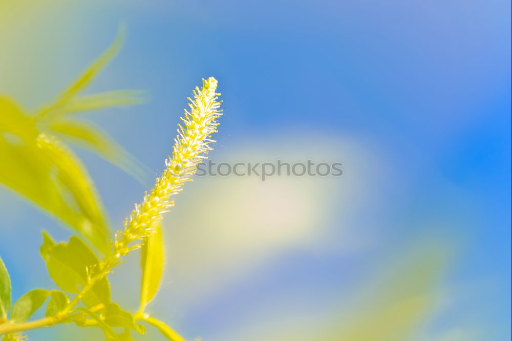 Similar – Grünzeug Blatt blenden