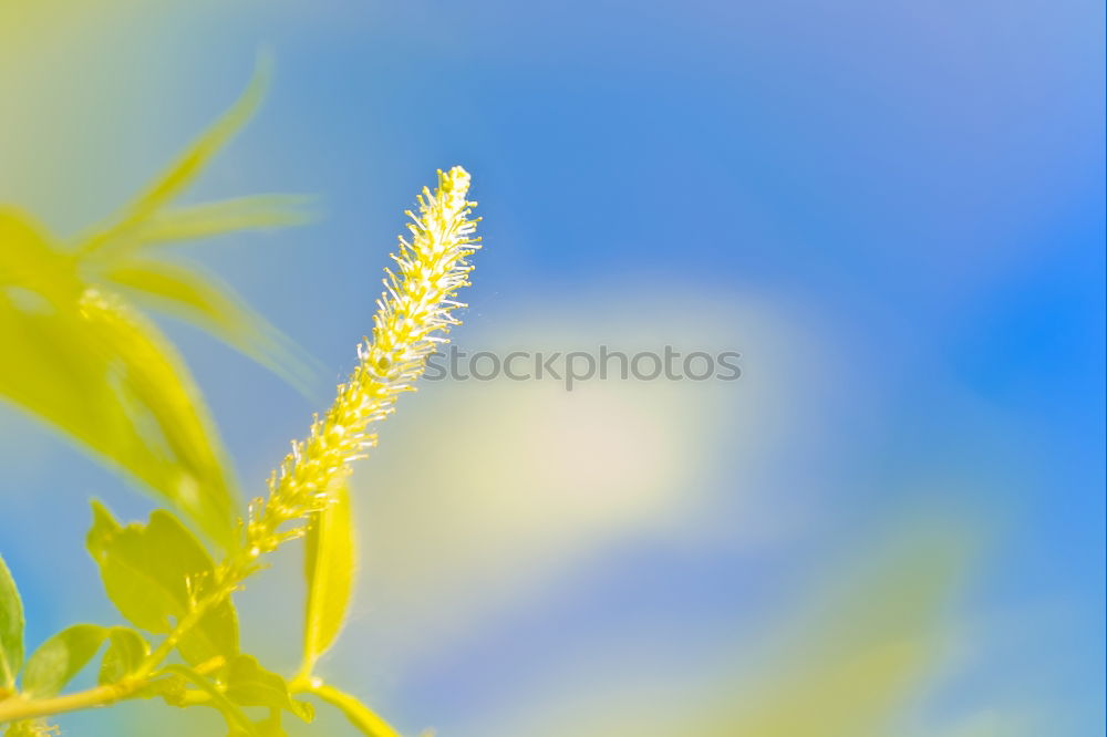 Image, Stock Photo summer classics Grass Sky