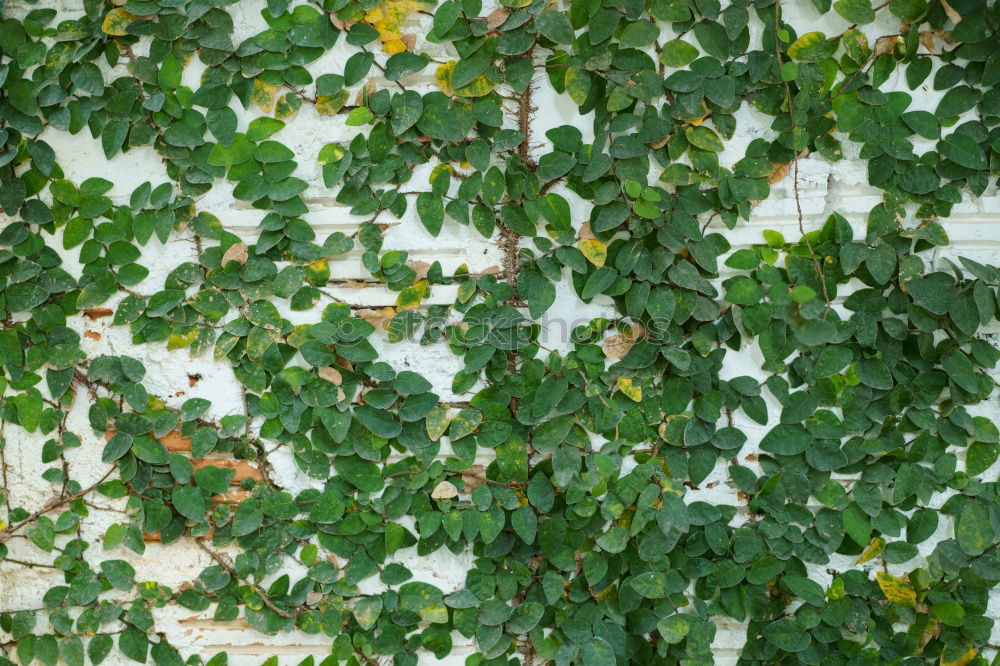 Similar – Image, Stock Photo Lightened apple tree Tree