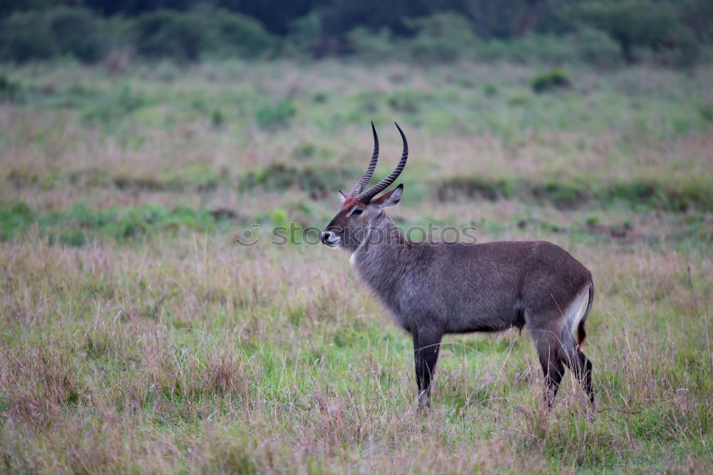 Similar – waterbuck