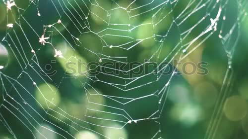 Similar – Dew drops on a spider’s web