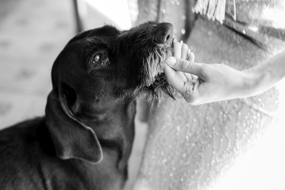 Similar – Wet dog Dog Bathtub Eyes