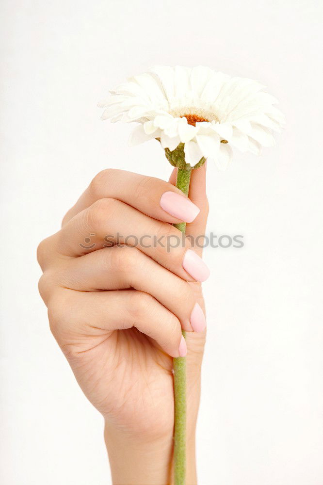 Similar – Baby hand with daisy