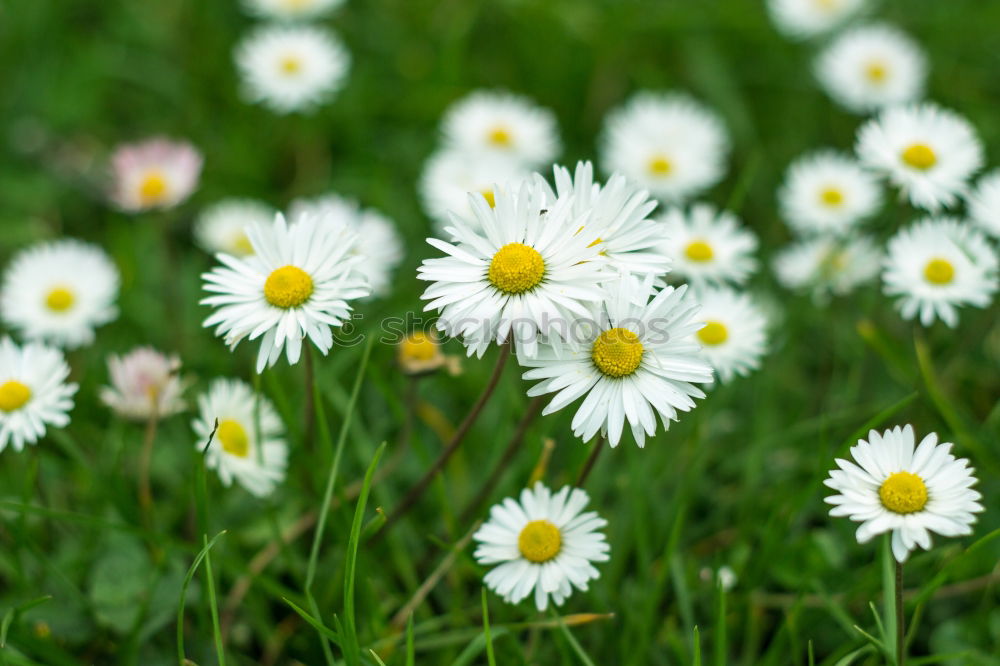 Similar – Image, Stock Photo uncontrolled growth Plant