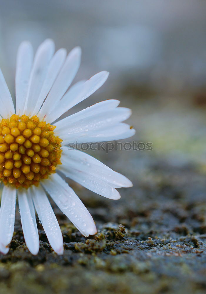 Similar – Mauerblümchen Farbfoto