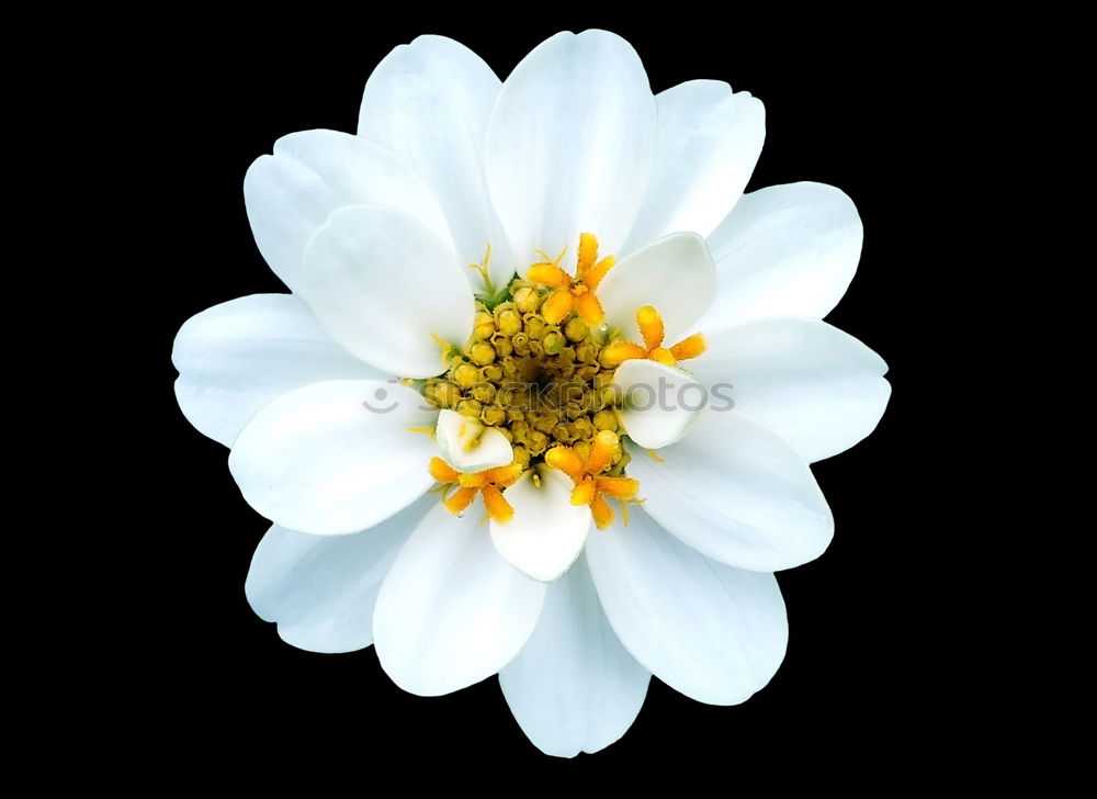 Similar – Image, Stock Photo bowflower Healthy