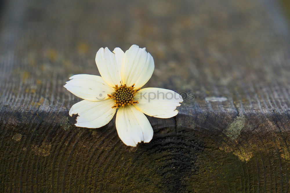 Similar – Foto Bild Wiesenblumen Natur Pflanze