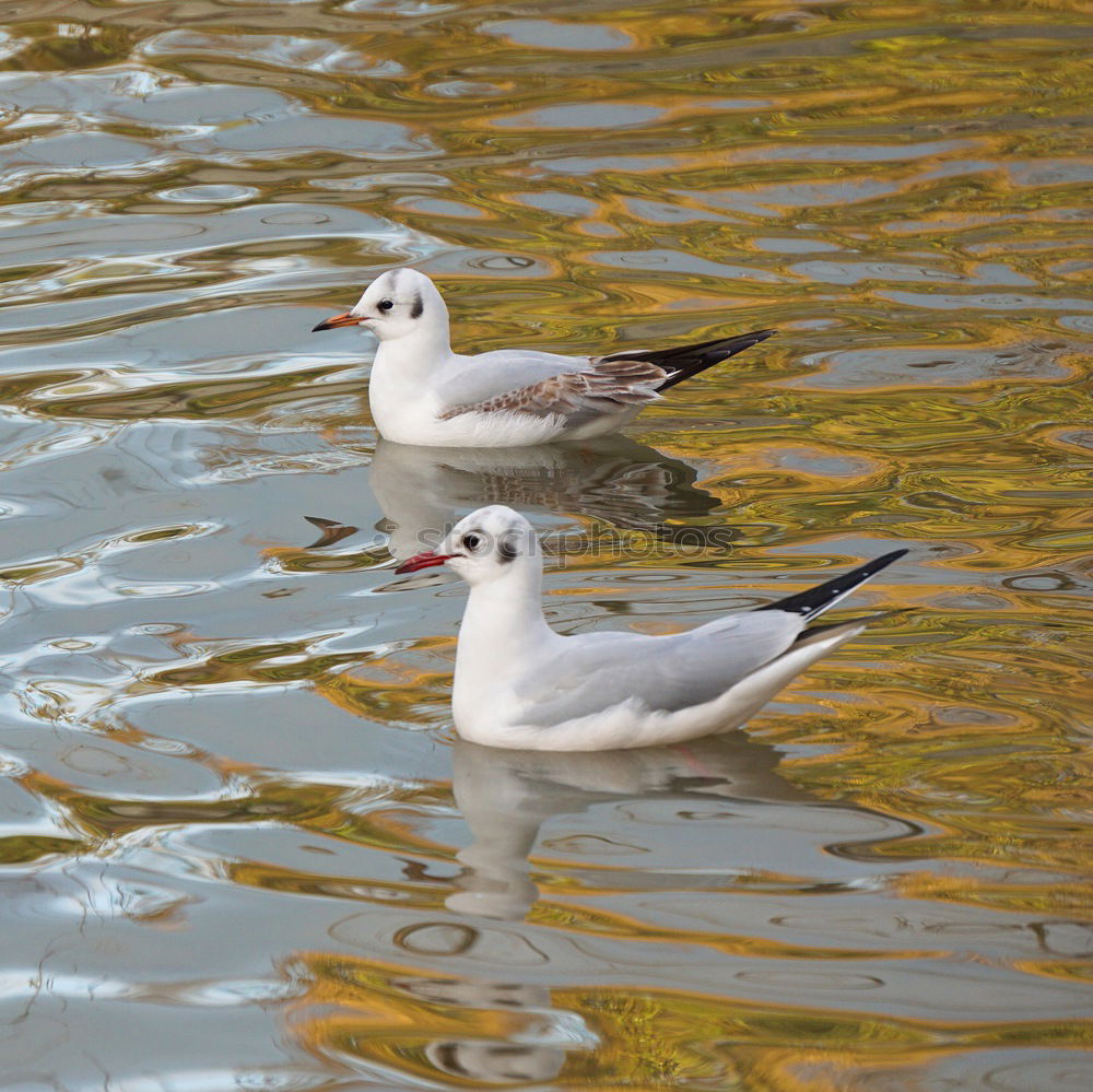 Similar – Image, Stock Photo young silver gull at the Baltic Sea beach in Poland