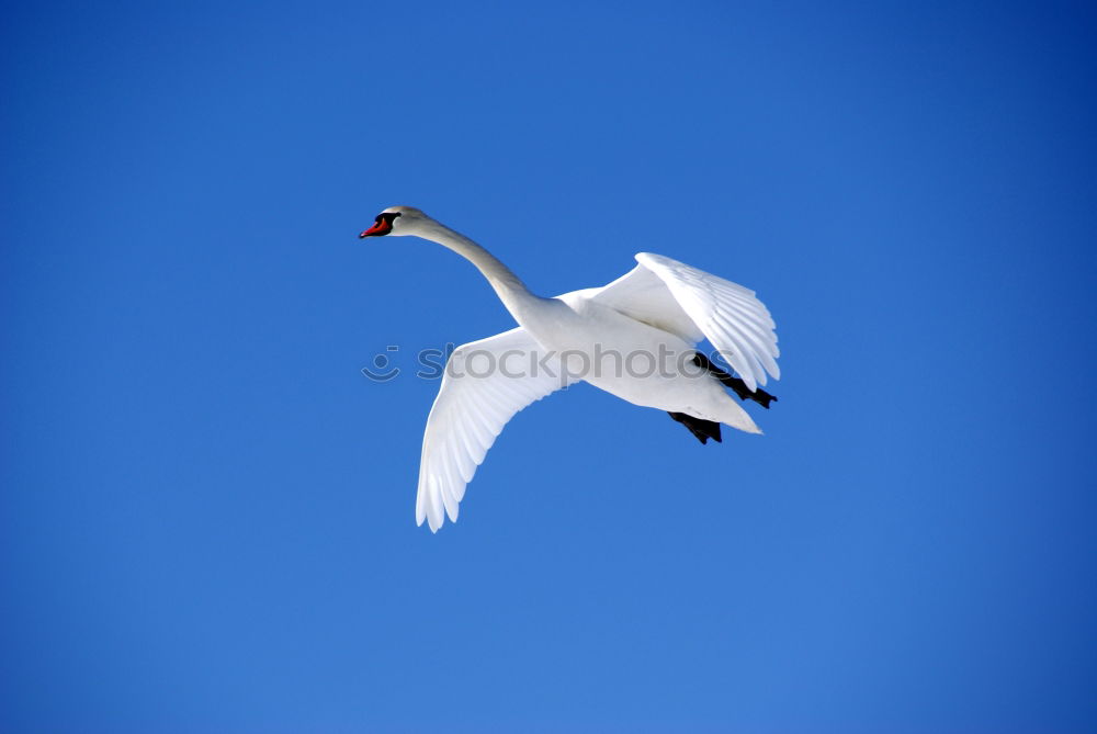 Similar – Image, Stock Photo The Stork Summer Winter