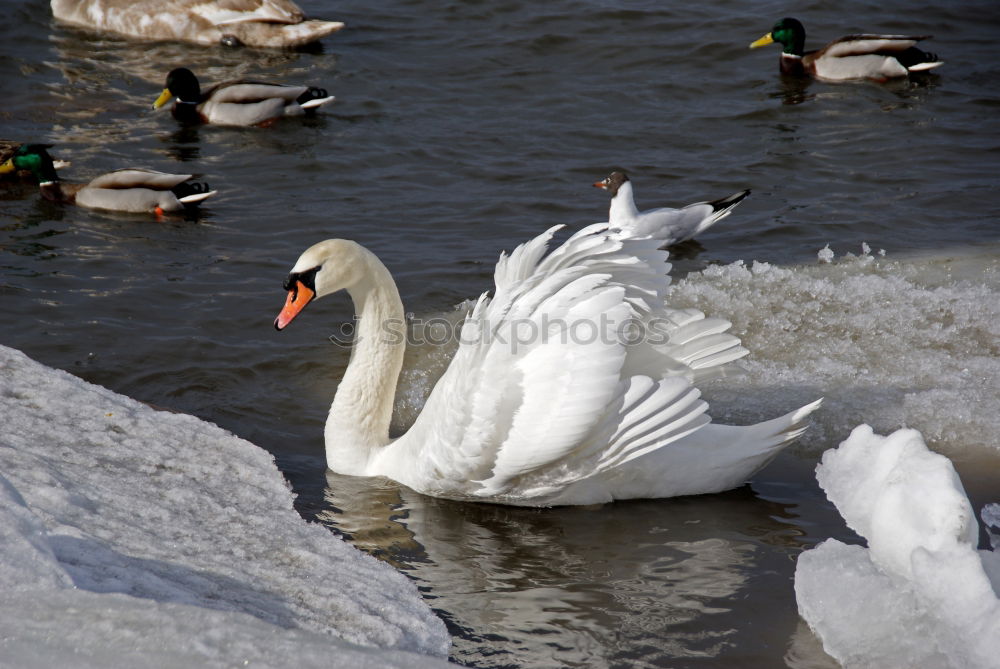 Similar – familiar Green Swan Waves