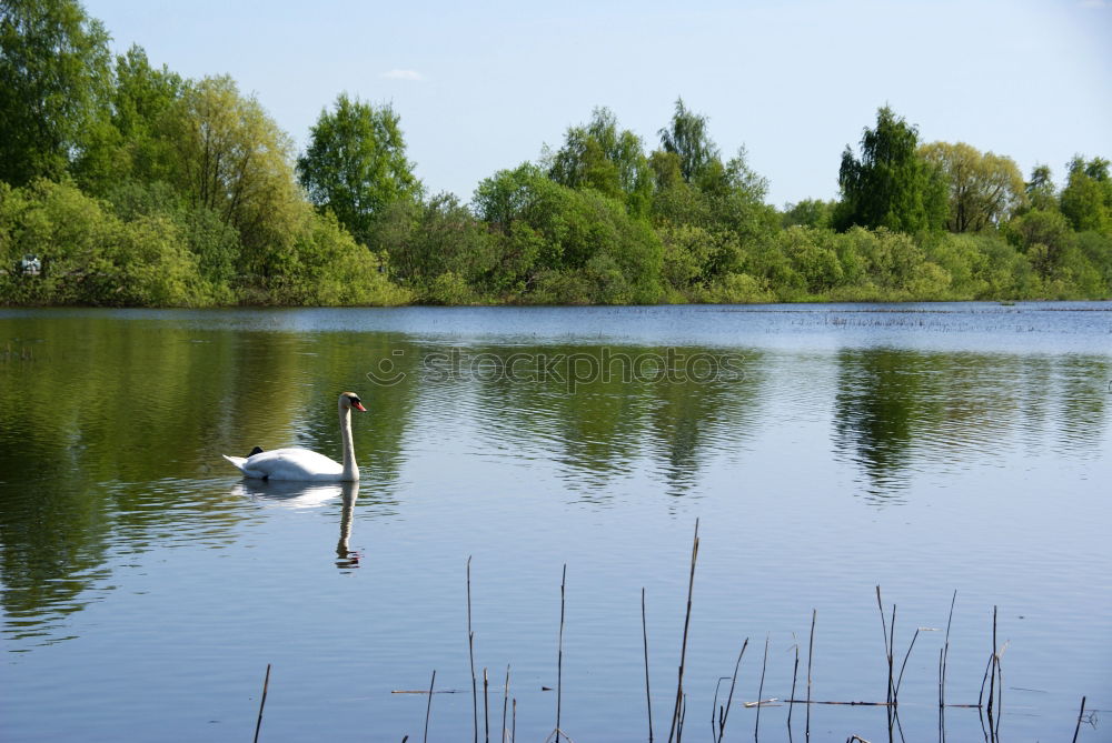 Similar – Mettnau Lake Common Reed