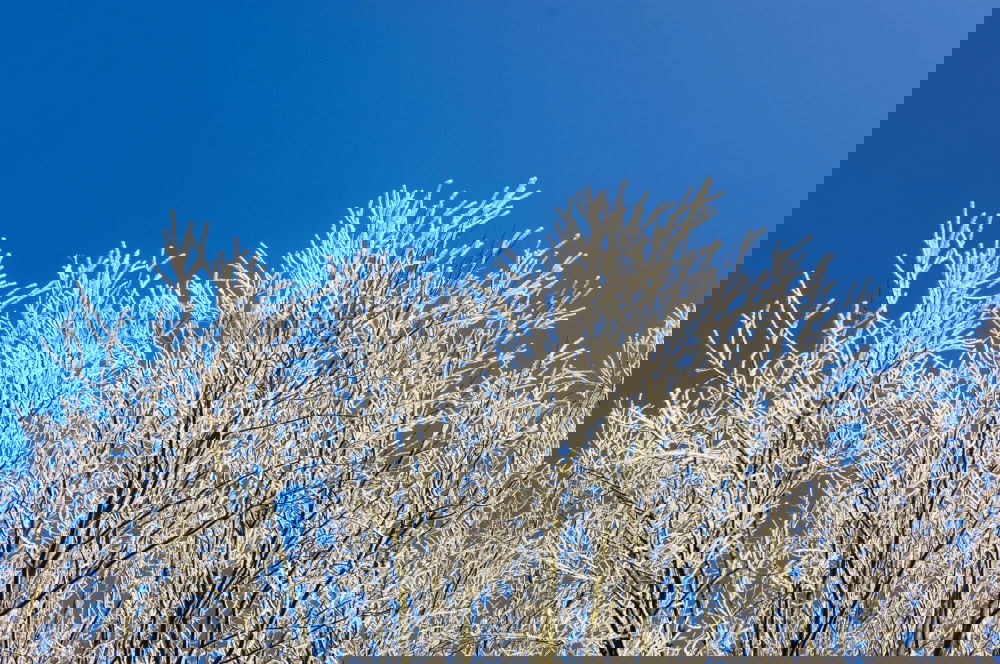 Similar – Image, Stock Photo tree iced Nature