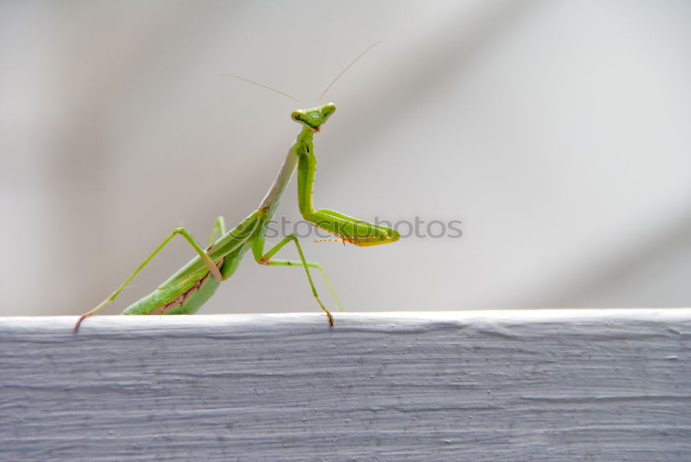 Similar – Locust, Insect Rear view