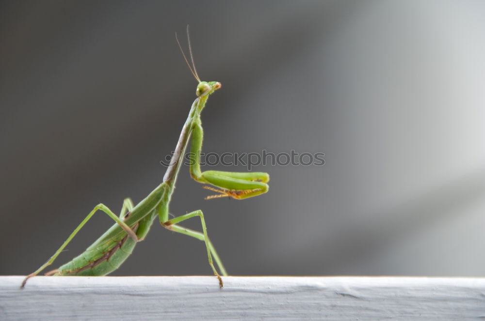 Similar – Closeup of a Praying Mantis