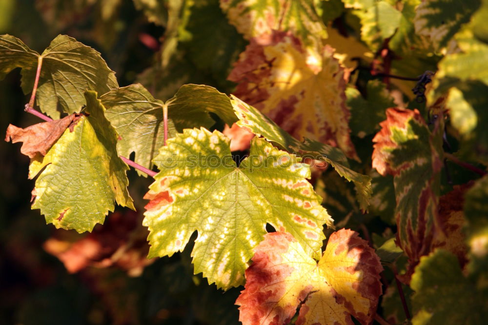 Similar – Rebstock Wein Sekt