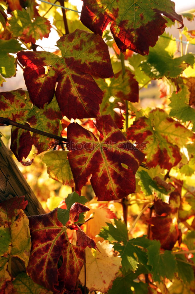 Similar – Image, Stock Photo Barbed wire and tendrils of wild wine