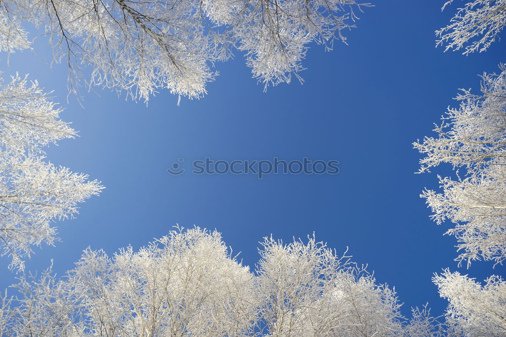 Similar – Image, Stock Photo tree iced Nature