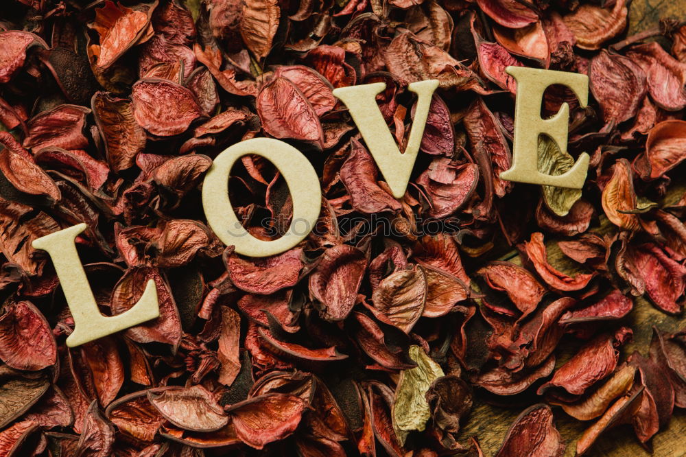 Similar – Image, Stock Photo Beautiful heart maked with dry petals