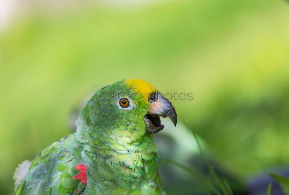 Similar – Image, Stock Photo Amazon Parrot Elegant