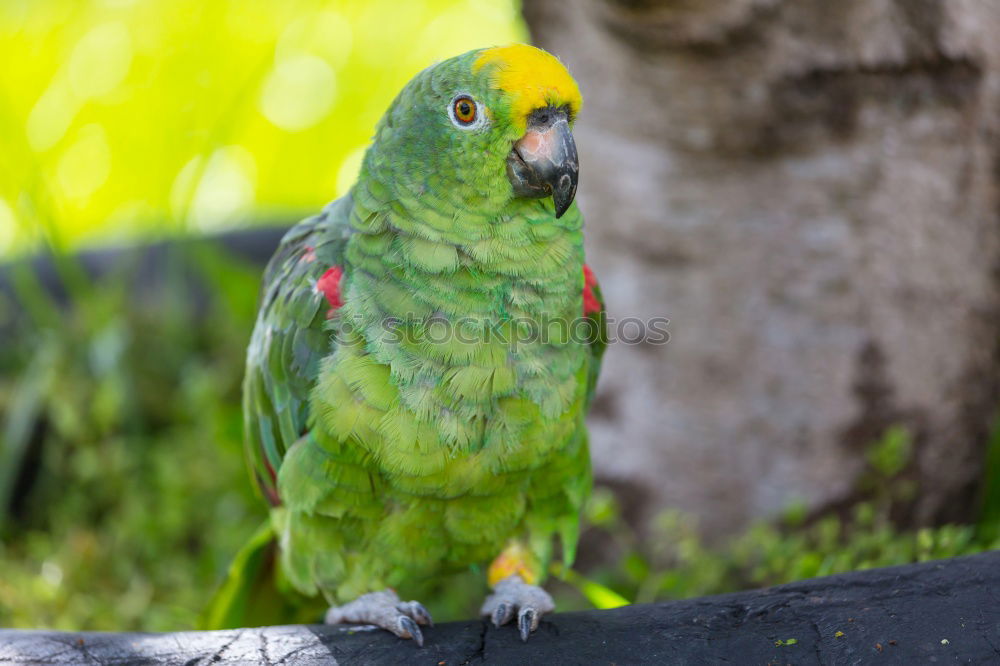 Similar – Image, Stock Photo Amazon Parrot Elegant