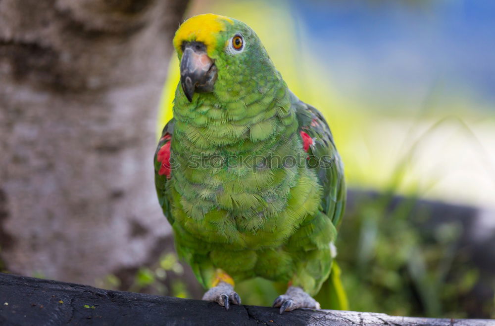 Similar – Image, Stock Photo Amazon Parrot Elegant