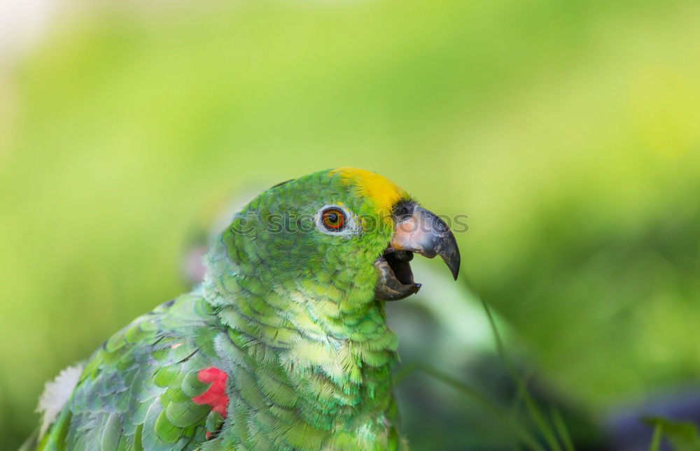 Similar – Image, Stock Photo Amazon Parrot Elegant