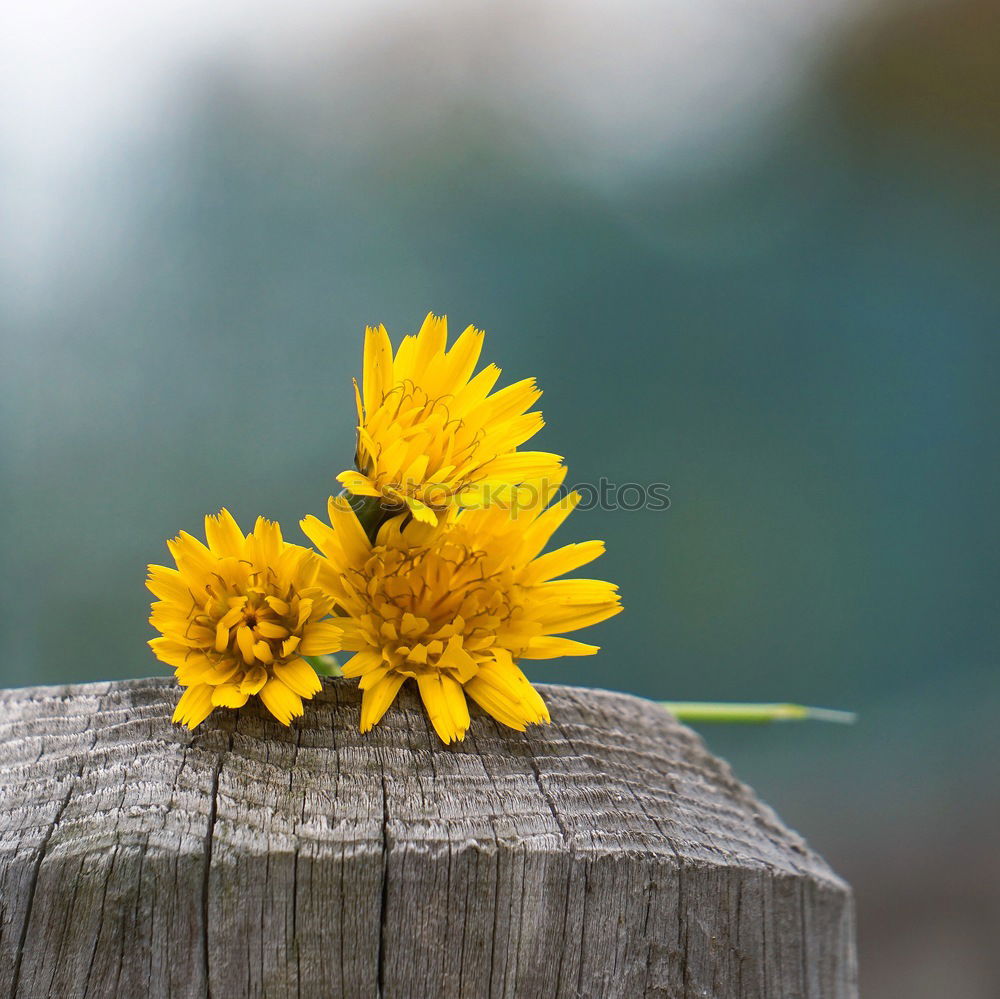 Image, Stock Photo Taraxacum Blossom Flower