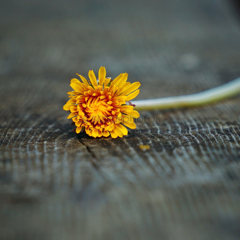 Similar – Image, Stock Photo Help, the daisy’s bleeding!