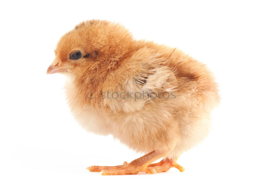 Similar – baby-chicken Animal