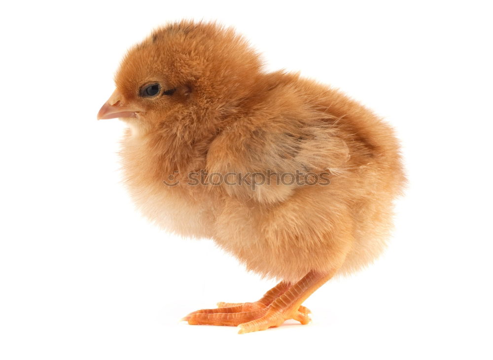 Similar – baby-chicken Animal