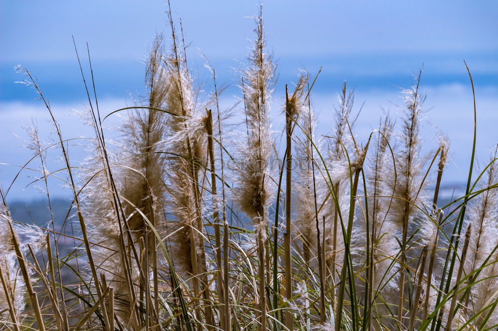 Similar – marram grass