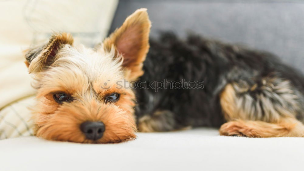 Similar – Image, Stock Photo jack Pet Dog Relaxation
