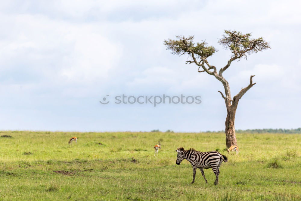 Similar – Image, Stock Photo Isolated zebra in the savannah