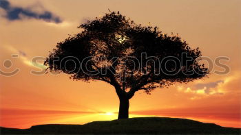 Similar – Image, Stock Photo lonely tree Tree Winter