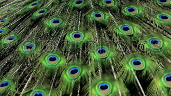 Similar – Image, Stock Photo Papilionidae in a green tree of wild fennel