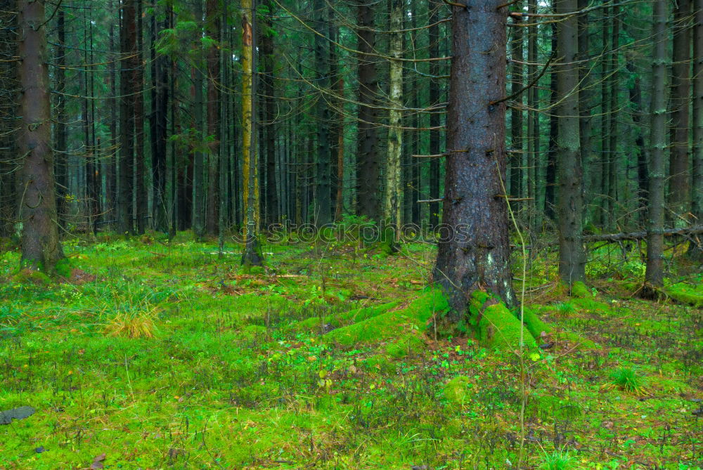 Similar – Foto Bild Kiefernwald Natur Pflanze