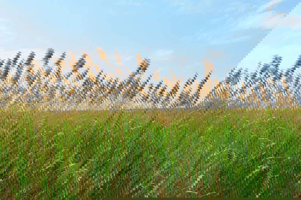 Similar – Foto Bild Reisspaziergang