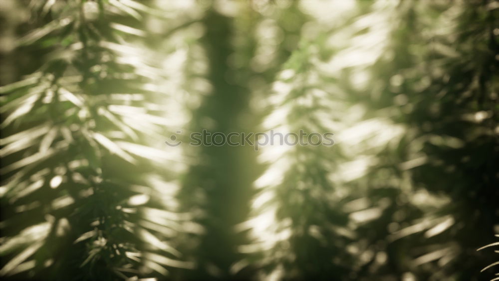 Similar – Fern Plants Pteridopsida