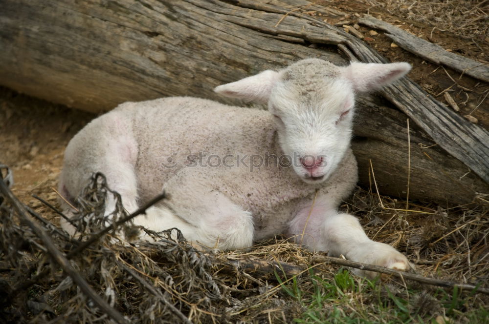 Similar – Image, Stock Photo With mum it is most beautiful