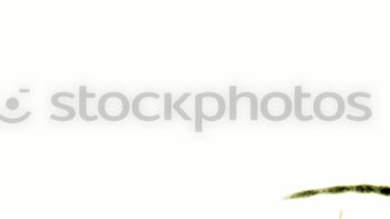 Similar – Image, Stock Photo The claw Green Iguana Claw