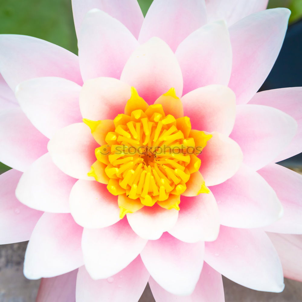 Similar – Image, Stock Photo health | through harmony