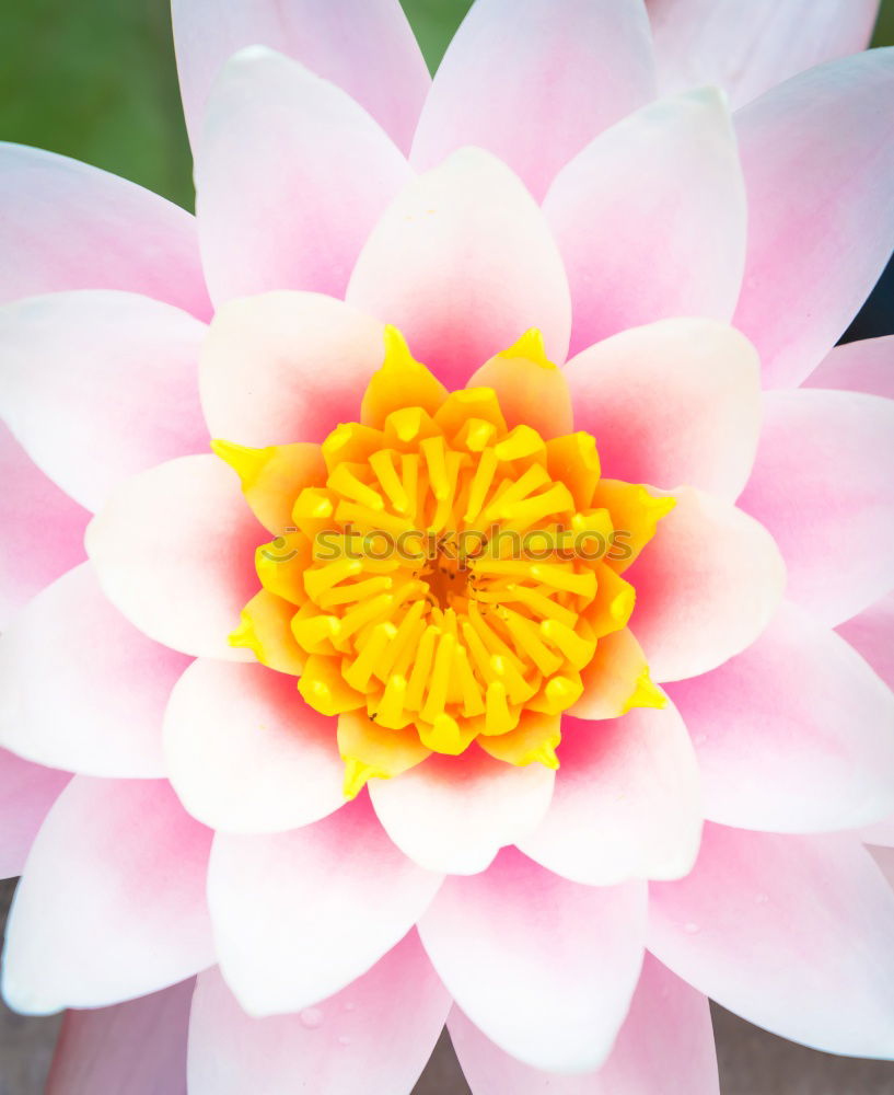 Similar – Image, Stock Photo health | through harmony