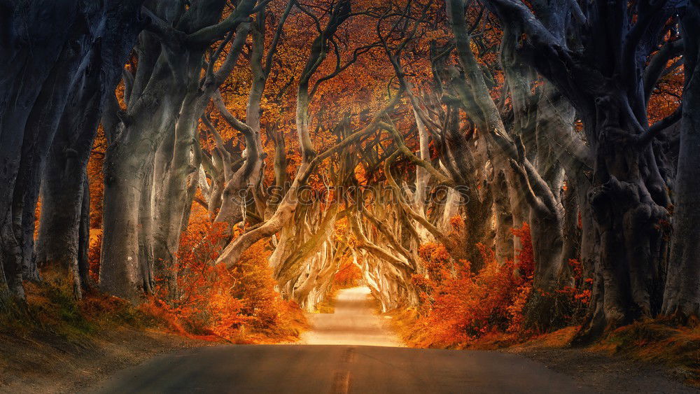 Similar – Image, Stock Photo dark hedges Environment