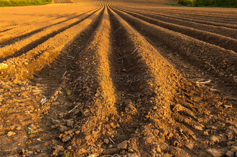 Image, Stock Photo Tractor 2 Field Farmer